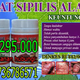 Illustration for article titled obat sipilis paling ampuh